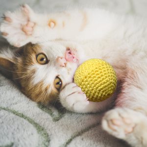 Katzenspielzeug Ball, gelb