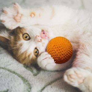 Katzenspielzeug Ball, orange