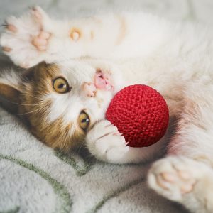 Katzenspielzeug Ball, rot